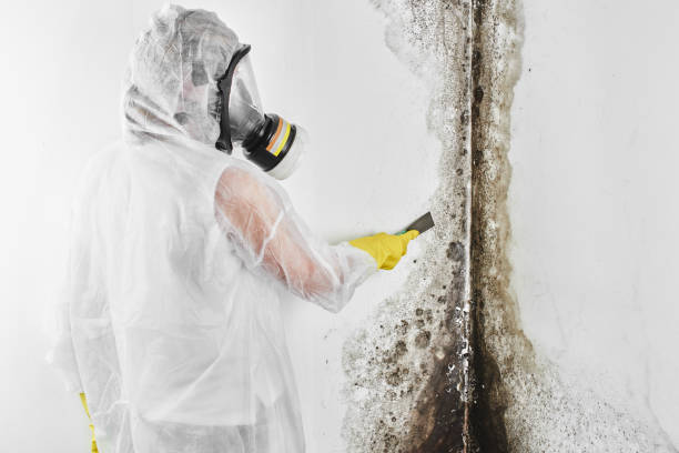 Best Mold Cleaning Services  in North Edwards, CA