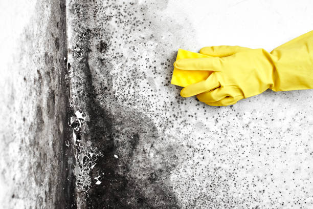 Best Black Mold Removal  in North Edwards, CA