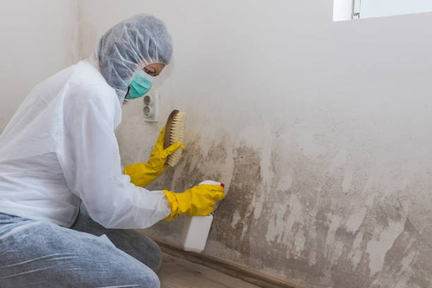 Best Attic Mold Removal  in North Edwards, CA