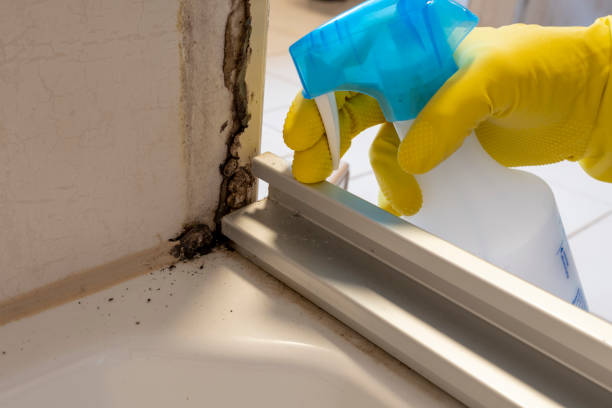 Best Attic Mold Removal  in North Edwards, CA