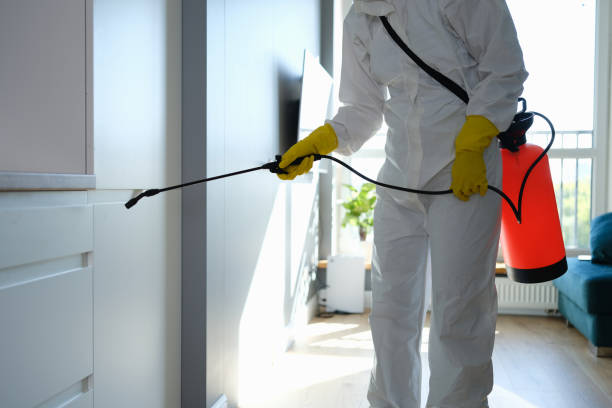 Best Certified Mold Removal  in North Edwards, CA