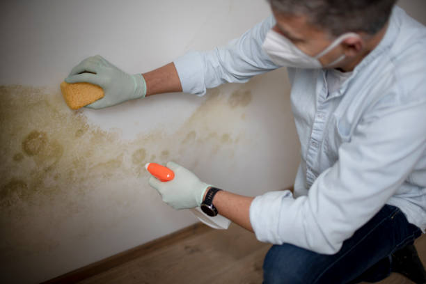 Best Affordable Mold Removal  in North Edwards, CA