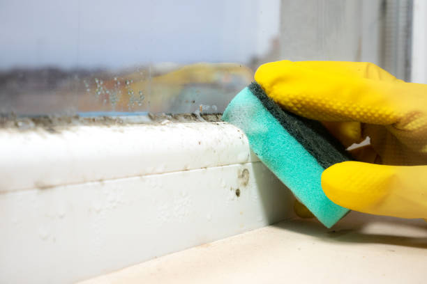 Best Residential Mold Removal  in North Edwards, CA