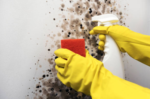 Best Professional Mold Removal  in North Edwards, CA