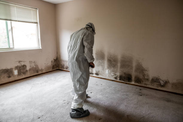 Best Mold Removal Company Near Me  in North Edwards, CA