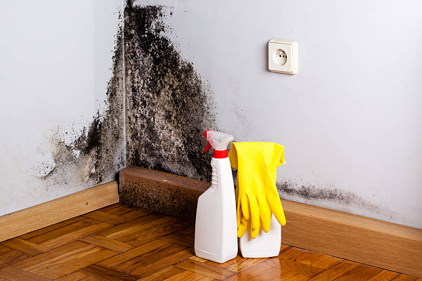 Best Home Mold Removal  in North Edwards, CA
