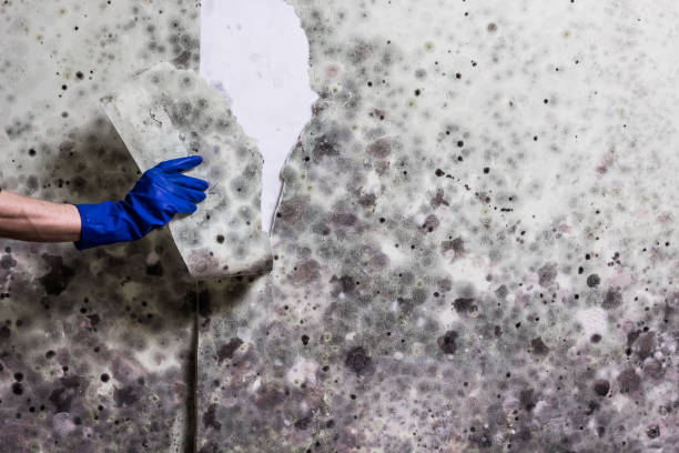 Best Mold Damage Repair  in North Edwards, CA