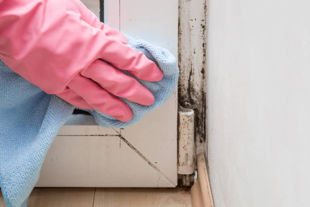 Reliable North Edwards, CA Mold Removal Solutions